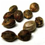 Семена марихуаны АК-47  (Seeds AK-47) в Карабаново